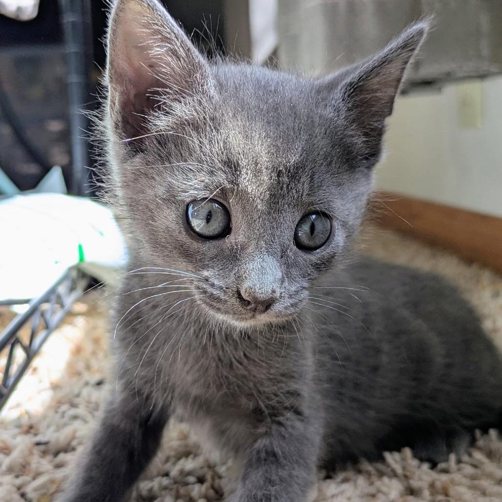 Ash $150, a Adoptable Domestic Short Hair in Milwaukee, WI image 3/6