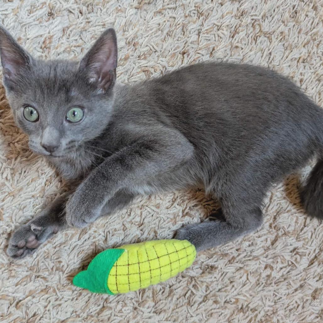 Ash $150, a Adoptable Domestic Short Hair in Milwaukee, WI image 4/6