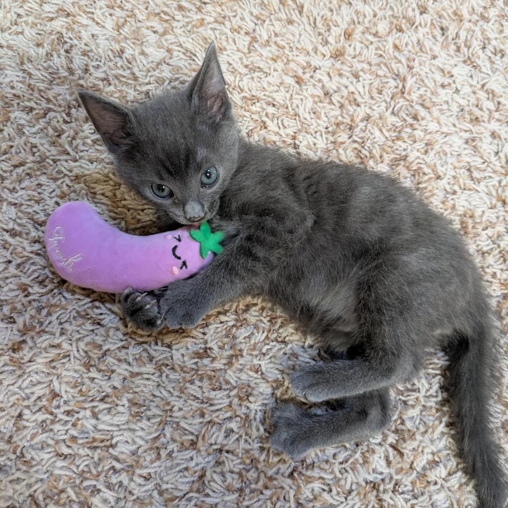Ash $150, a Adoptable Domestic Short Hair in Milwaukee, WI image 5/6