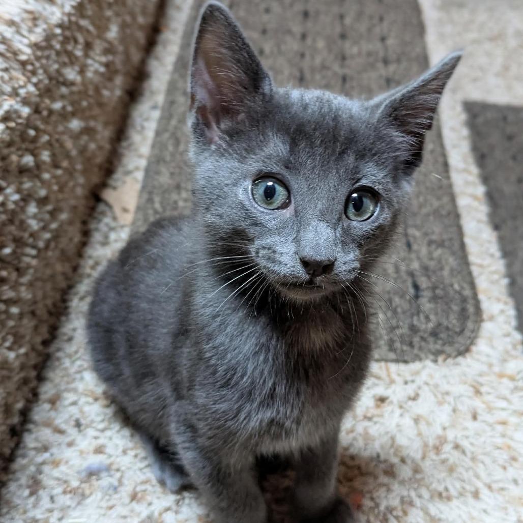 Ash $150, a Adoptable Domestic Short Hair in Milwaukee, WI image 6/6