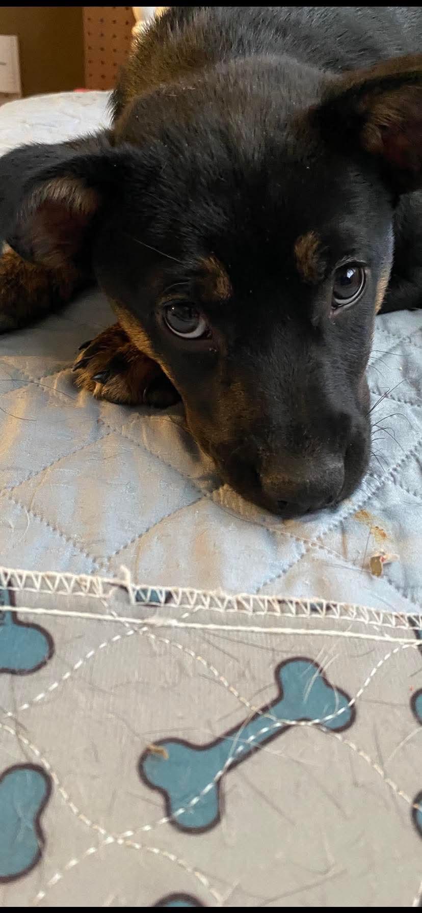 Bea