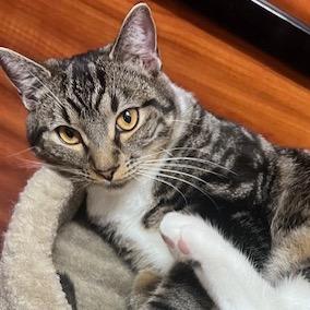 Josie — thumbnail 2