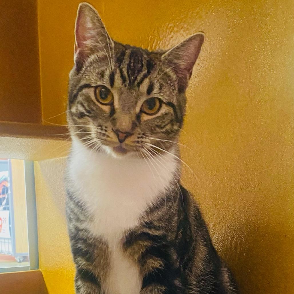 Josie — thumbnail 3