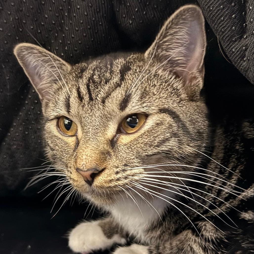 Josie — thumbnail 5