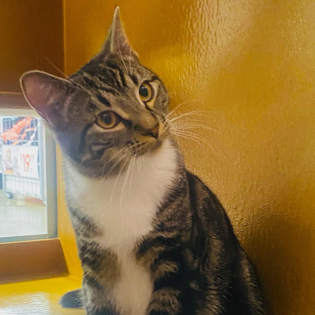 Josie — thumbnail 6