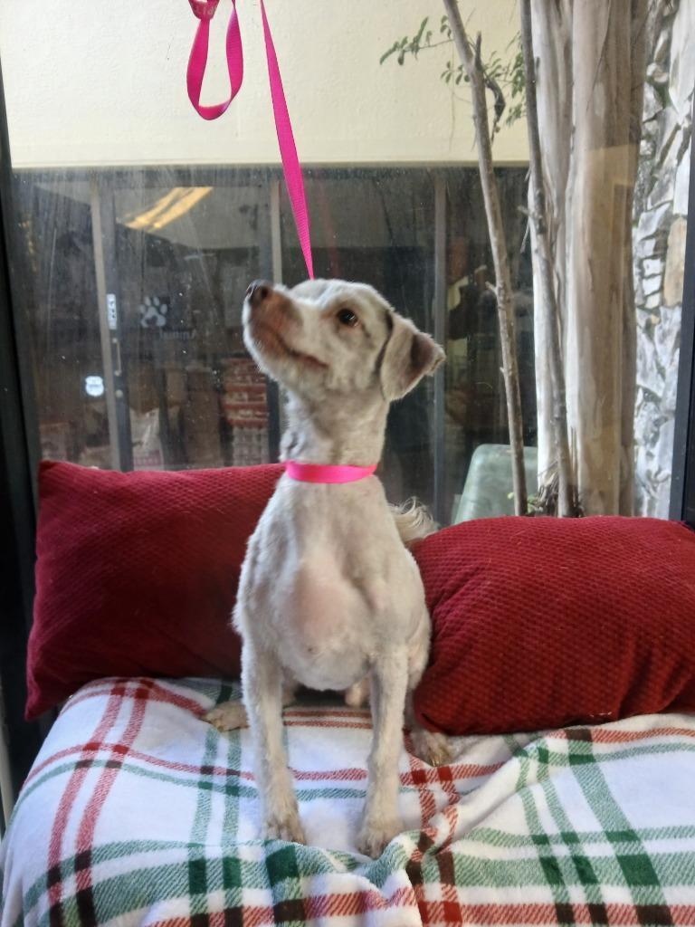 Ray, Adoptable, Adult Male Havanese.