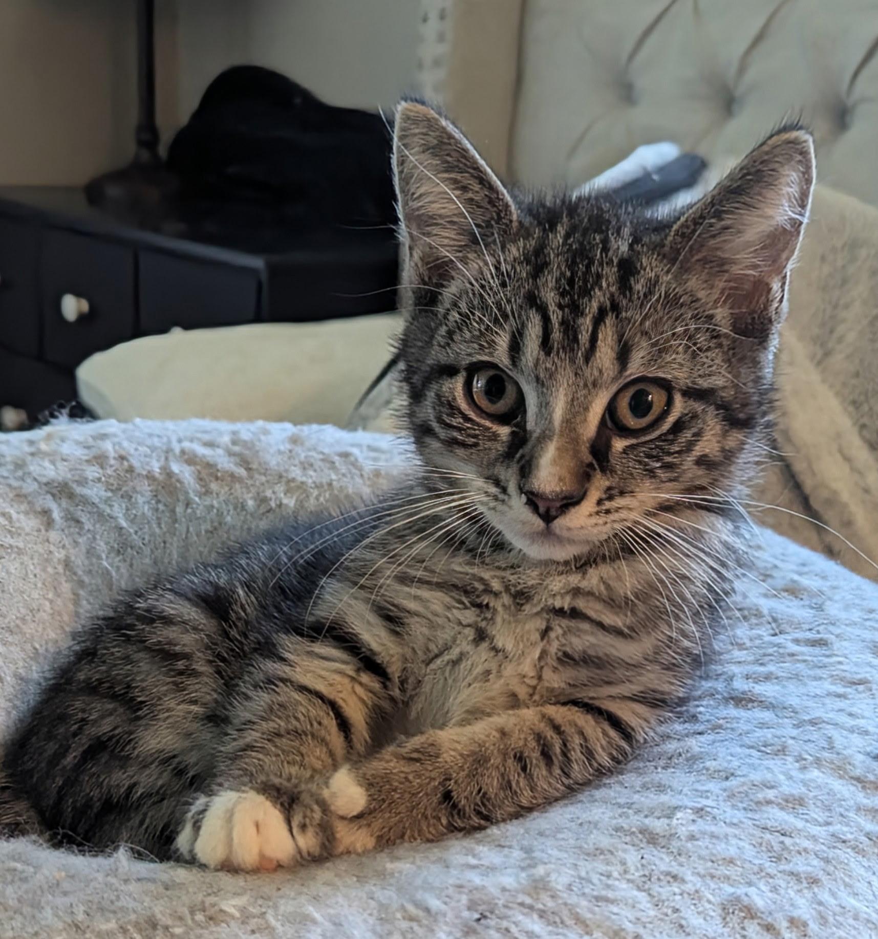 Tootsie, a ADOPTABLE Domestic Short Hair in Export, PA image 2/2