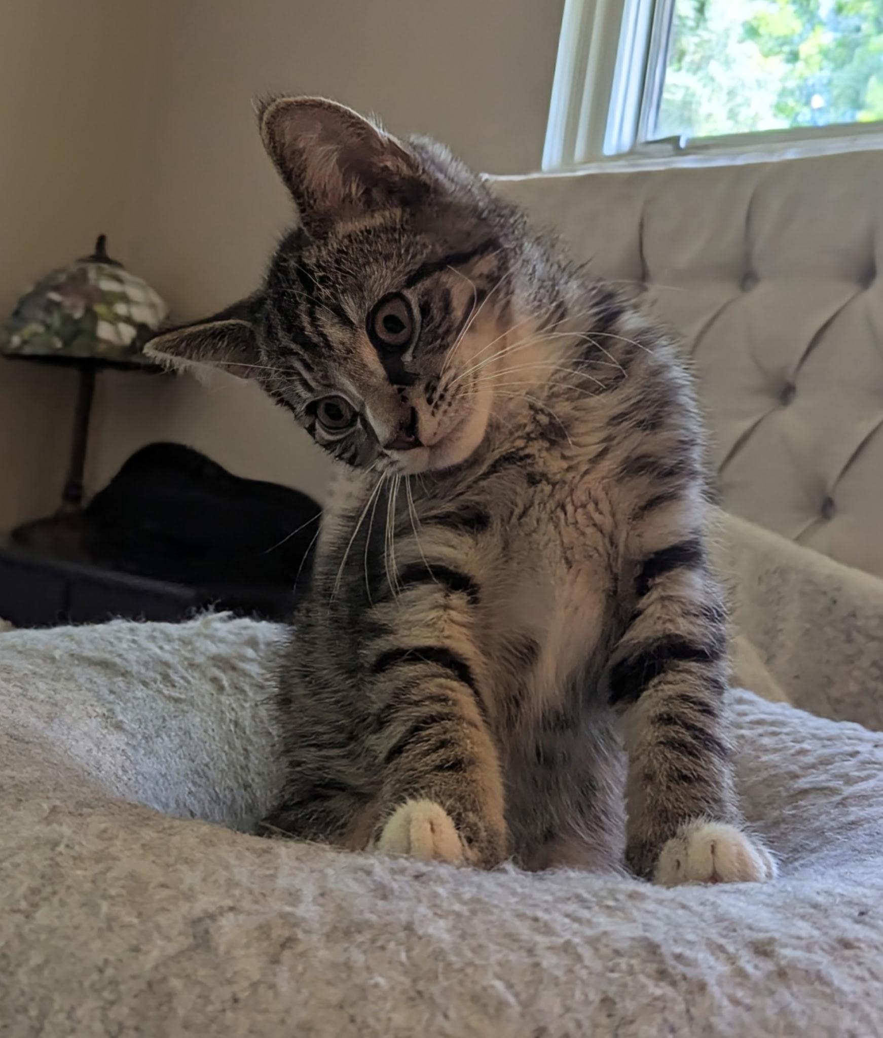 Tootsie, ADOPTABLE, Kitten Male Domestic Short Hair.