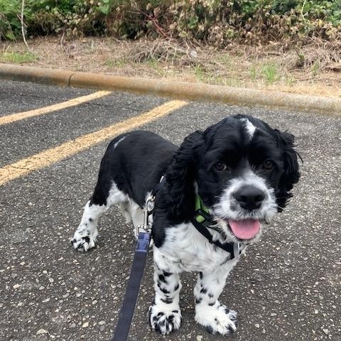 Enlarge River -Older Children, a Adoptable Cocker Spaniel in Kannapolis, NC image 2/4
