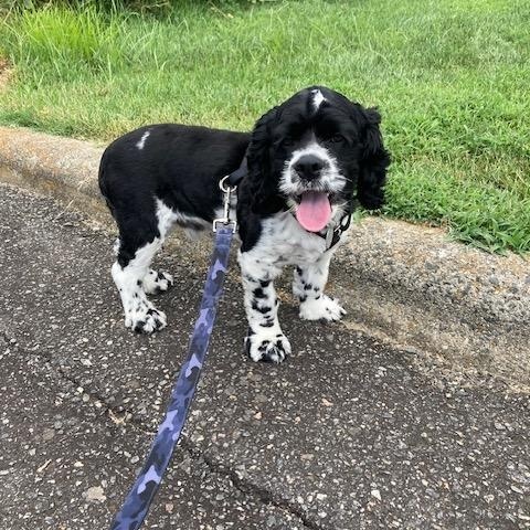 Enlarge River -Older Children, a Adoptable Cocker Spaniel in Kannapolis, NC image 4/4