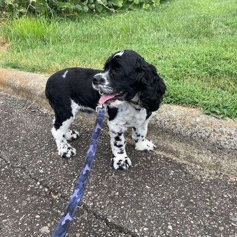 Enlarge River -Older Children, a Adoptable Cocker Spaniel in Kannapolis, NC image 3/4