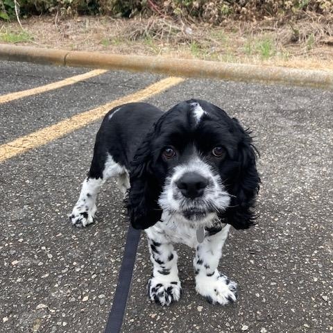 River -Older Children, Adoptable, Puppy Male Cocker Spaniel.