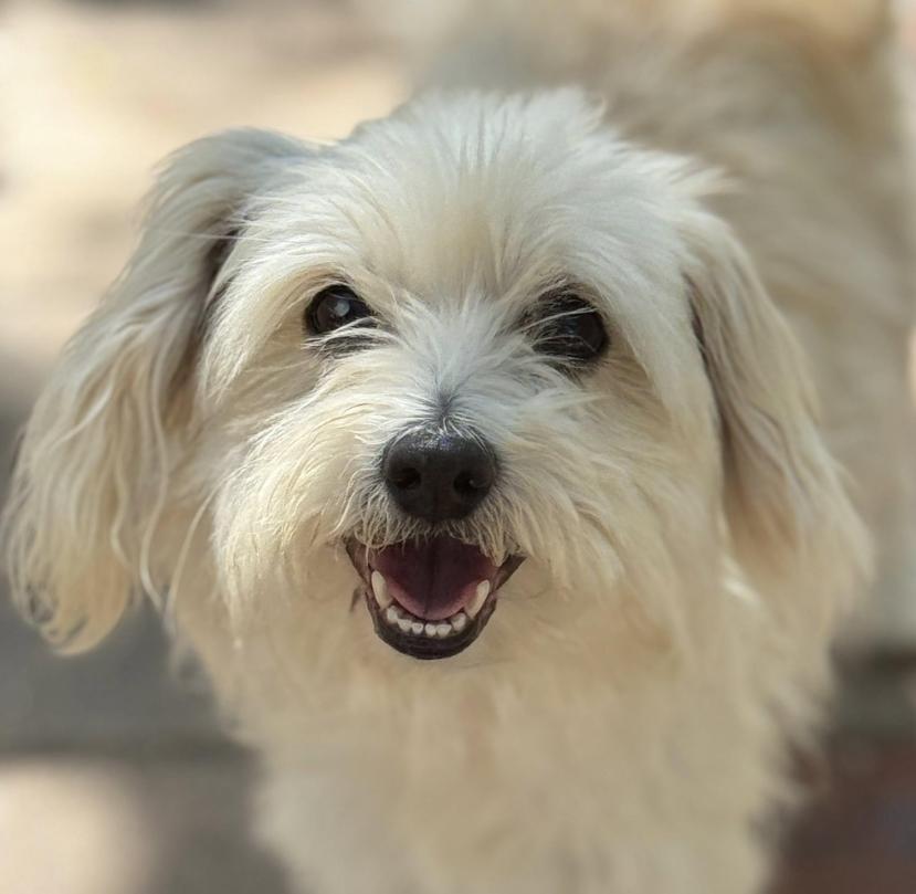 Opal-cute and quirky! A special home needed for a special girl!