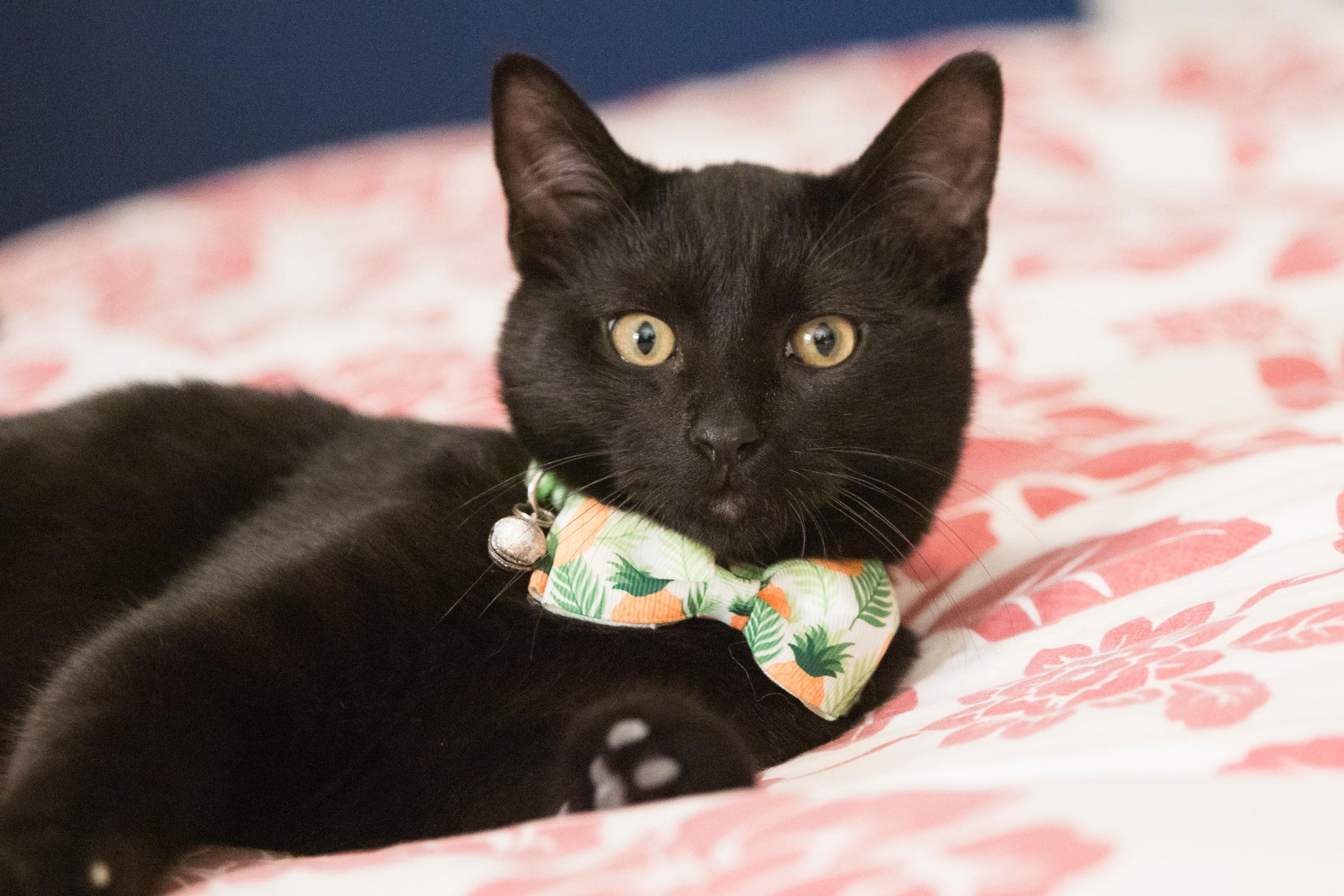 Preston, Adopted, Kitten Male Domestic Short Hair.