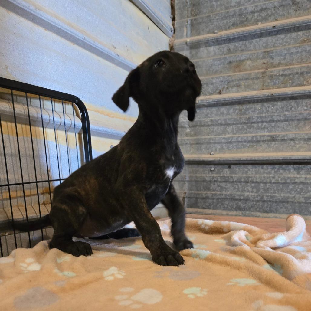 Enlarge Thyra, a Adoptable mixed breed in Waggaman, LA image 1/6