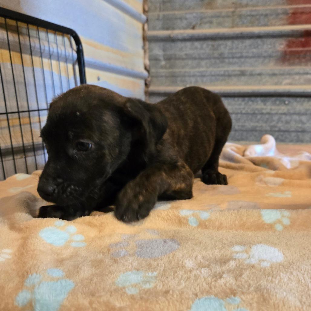 Enlarge Thyra, a Adoptable mixed breed in Waggaman, LA image 2/6