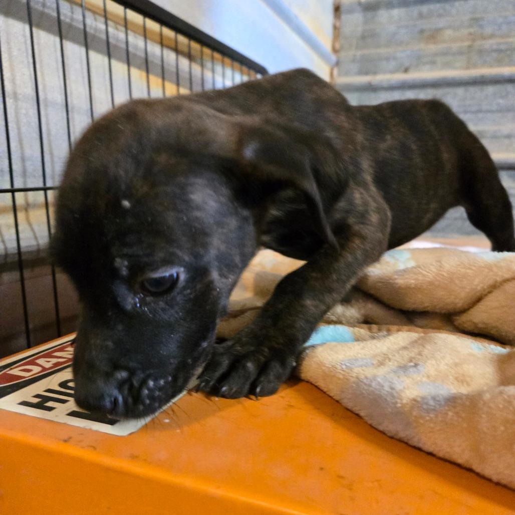 Enlarge Thyra, a Adoptable mixed breed in Waggaman, LA image 3/6