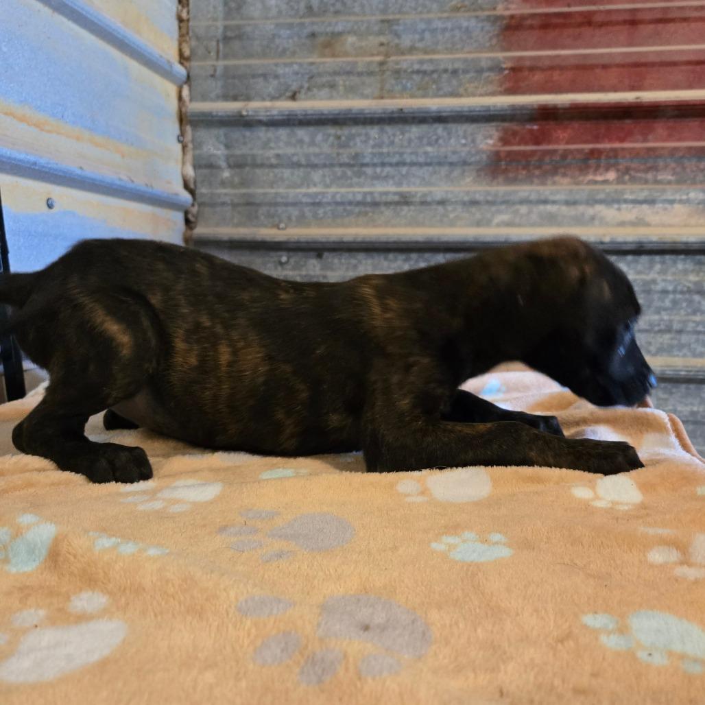 Enlarge Thyra, a Adoptable mixed breed in Waggaman, LA image 4/6