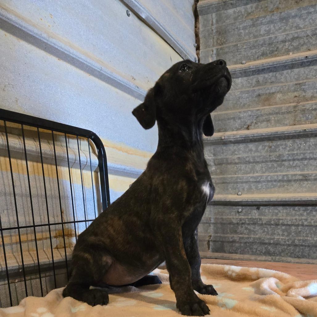 Enlarge Thyra, a Adoptable mixed breed in Waggaman, LA image 5/6