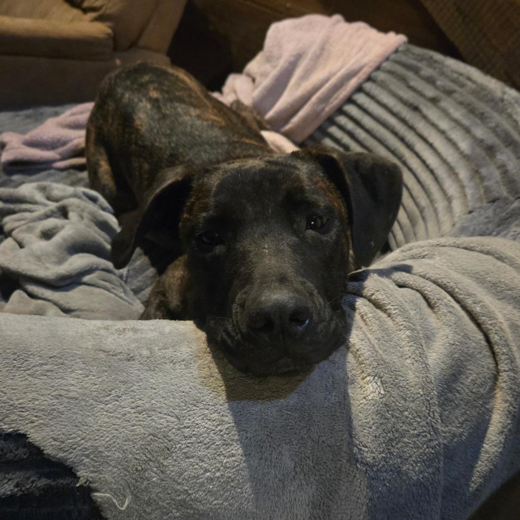 Enlarge Thyra, a Adoptable mixed breed in Waggaman, LA image 6/6