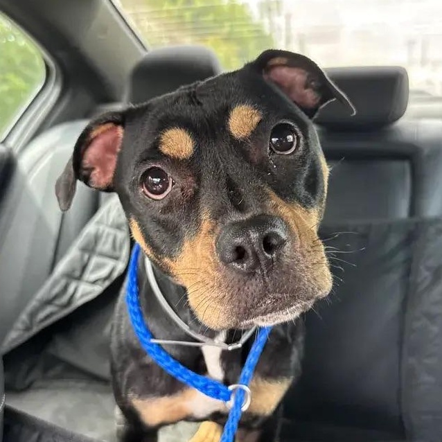 Petals, ADOPTABLE, Adult Female Pit Bull Terrier & Mixed Breed.