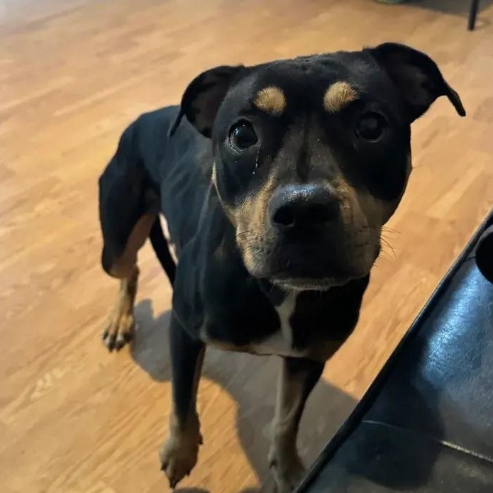 Enlarge Petals, a ADOPTABLE mixed breed in Polk, OH image 4/5