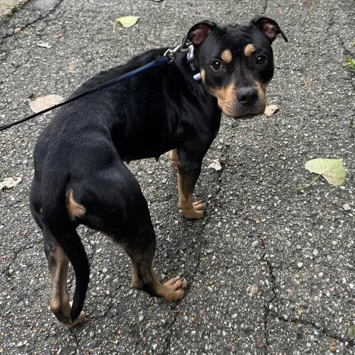 Enlarge Petals, a ADOPTABLE mixed breed in Polk, OH image 2/5