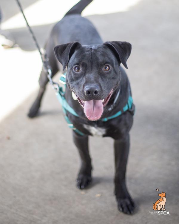 Enlarge Zipper, a Adoptable mixed breed in Roanoke, VA image 1/1