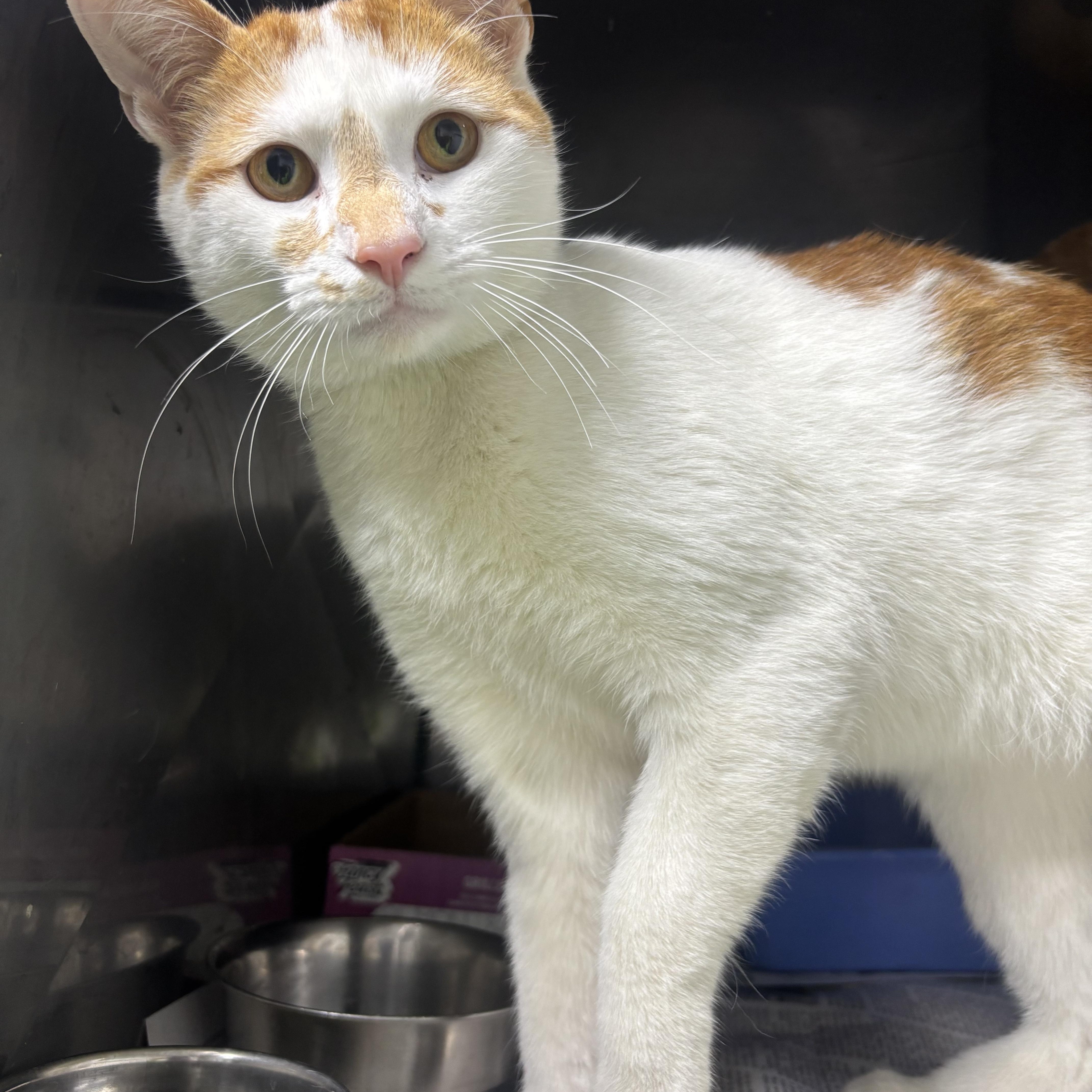 Enlarge Vito, an adopted Domestic Short Hair in North Haven, CT image 1/1