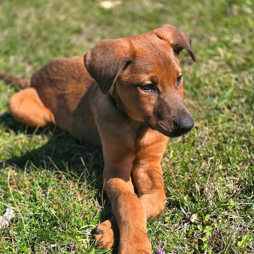 Finch, Adoptable, Puppy Male Mixed Breed.