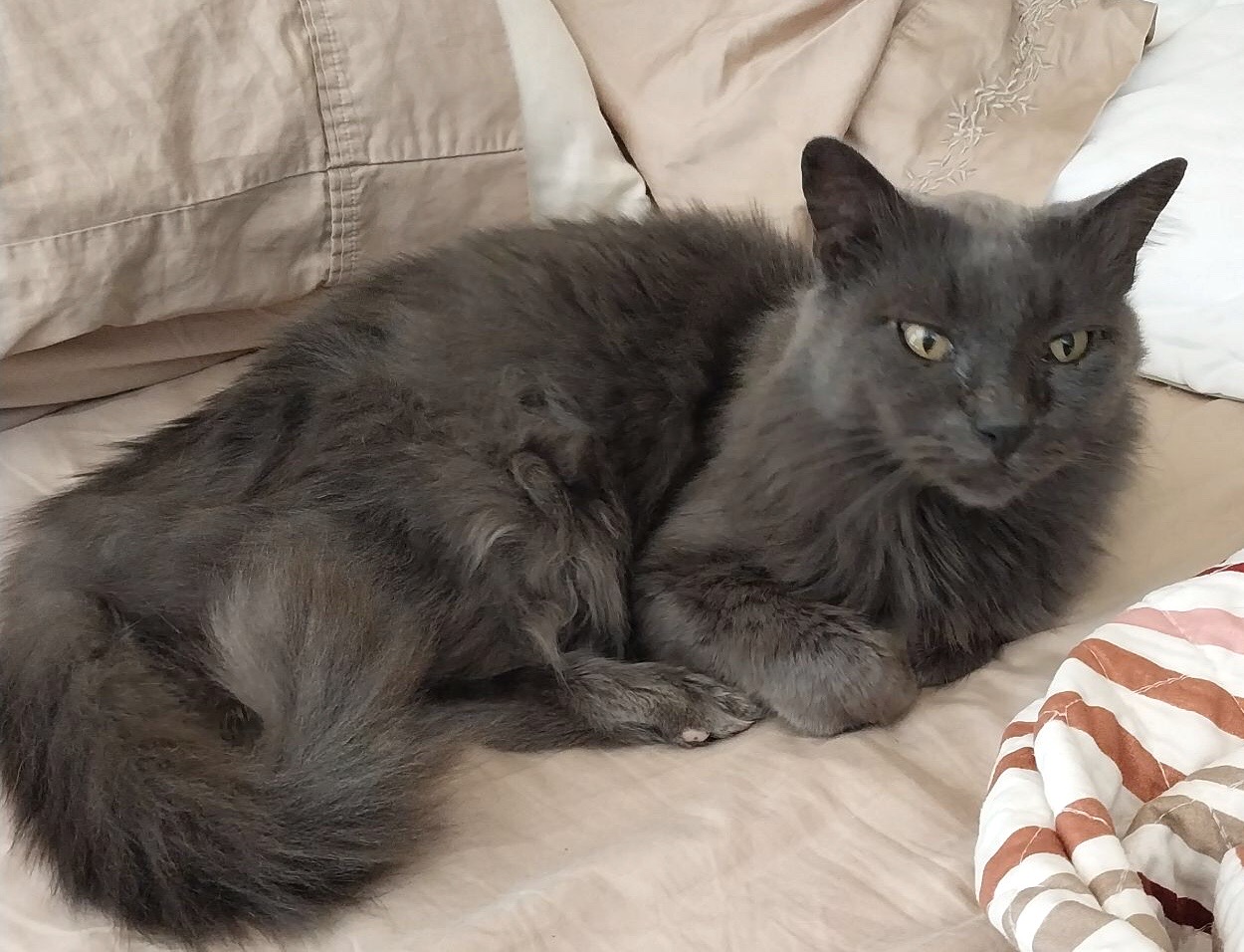 Wolf Man Jack, an adoptable Domestic Long Hair in Yakima, WA, 98902 | Photo Image 1