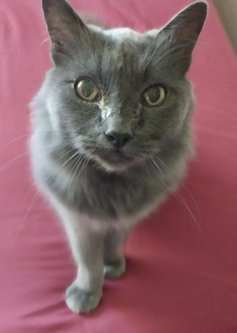 Wolf Man Jack, an adoptable Domestic Long Hair in Yakima, WA, 98902 | Photo Image 2
