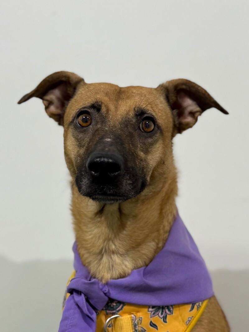 Roxie, Young Female unknown