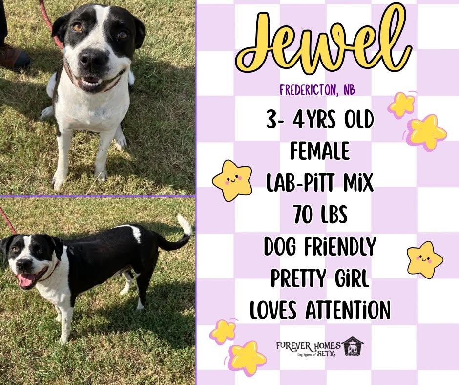 Jewel, Adoptable, Adult Female Black Labrador Retriever & Pit Bull Terrier.