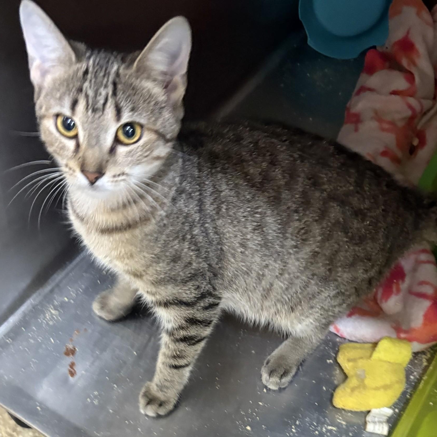 Enlarge Willow, a Adoptable Domestic Short Hair in Snow Hill, NC image 1/1