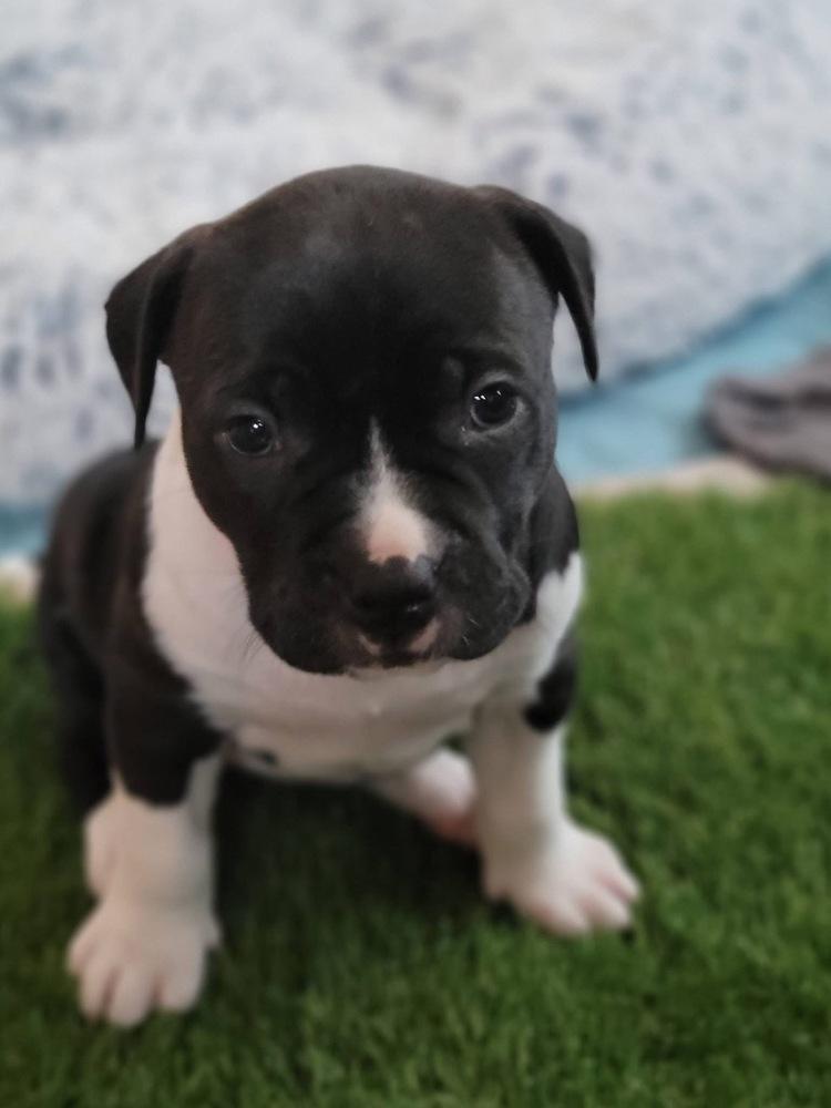Catania   (Tour of Italy 2026)  fka Santo Spirito, Adoptable, Puppy Female Pit Bull Terrier & Mixed Breed.