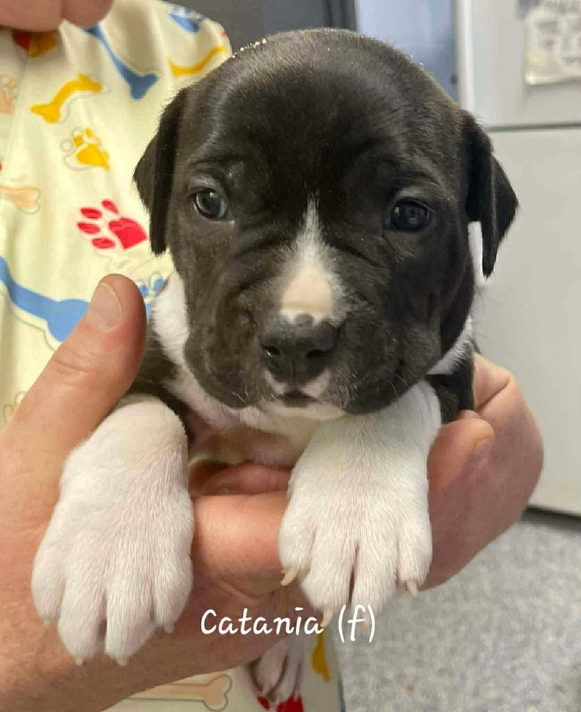 Enlarge Catania   (Tour of Italy 2026)  fka Santo Spirito, a Adoptable mixed breed in Wenonah, NJ image 2/2