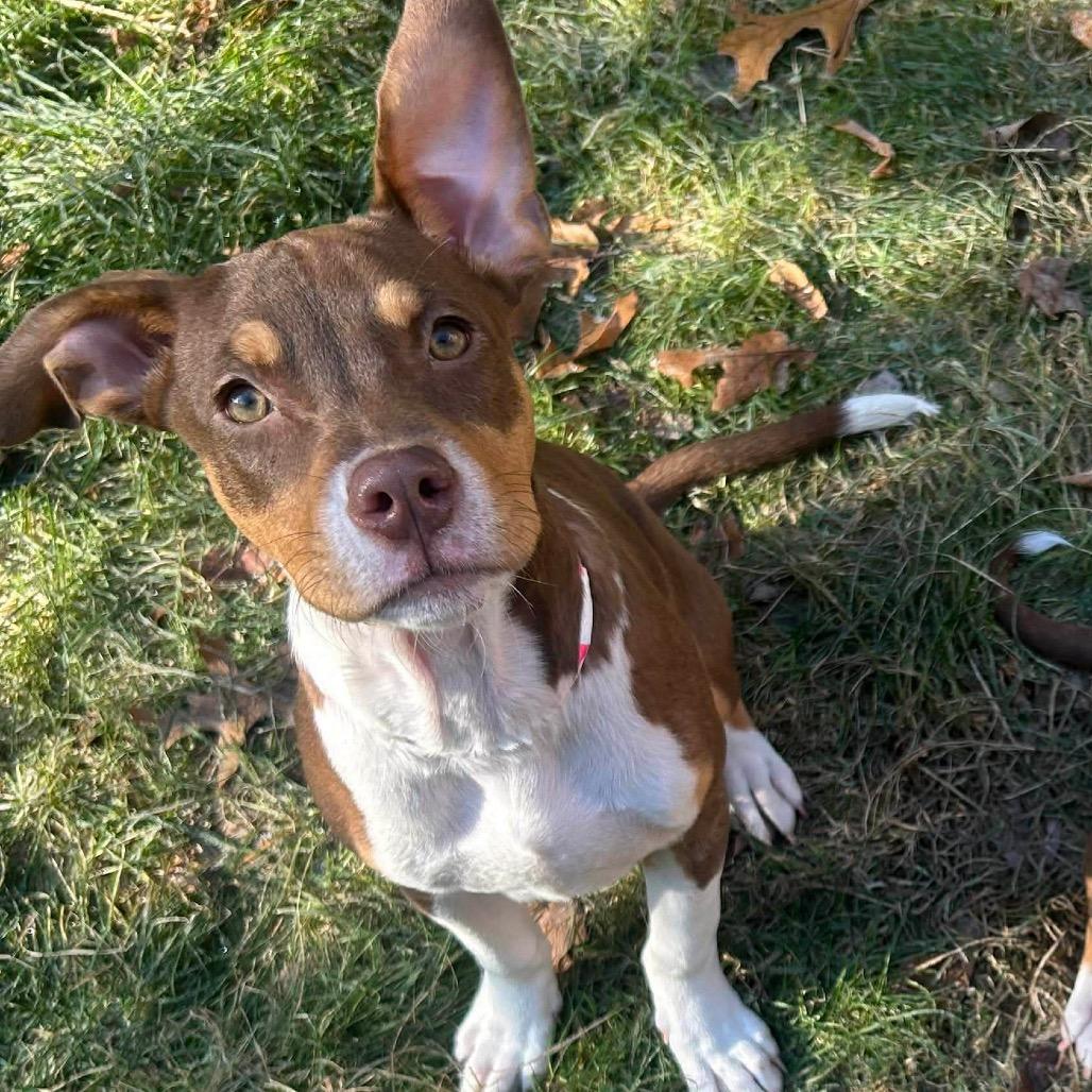 Monica, a Adoptable mixed breed in Griswold, CT image 1/6