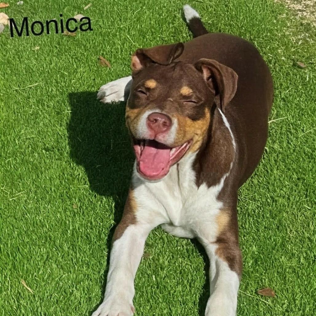 Monica, a Adoptable mixed breed in Griswold, CT image 2/6