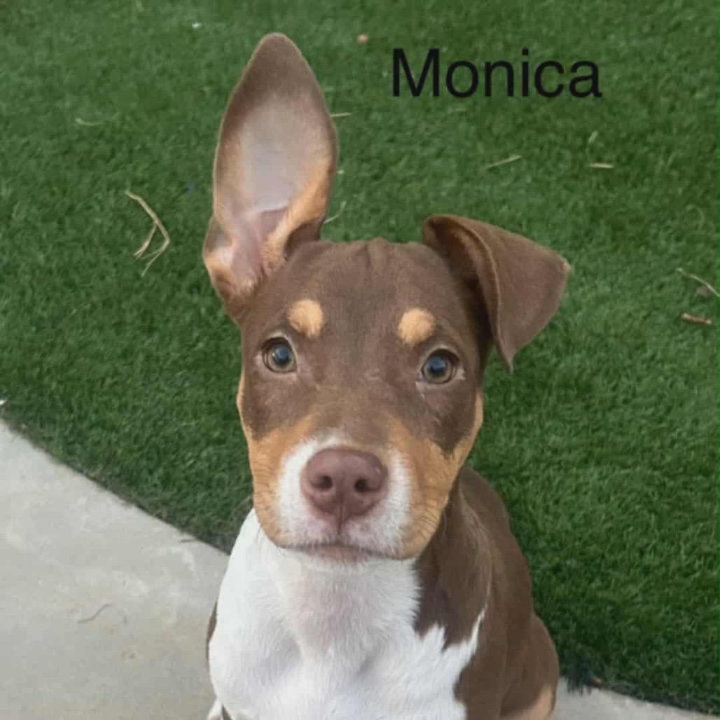 Monica, a Adoptable mixed breed in Griswold, CT image 4/6