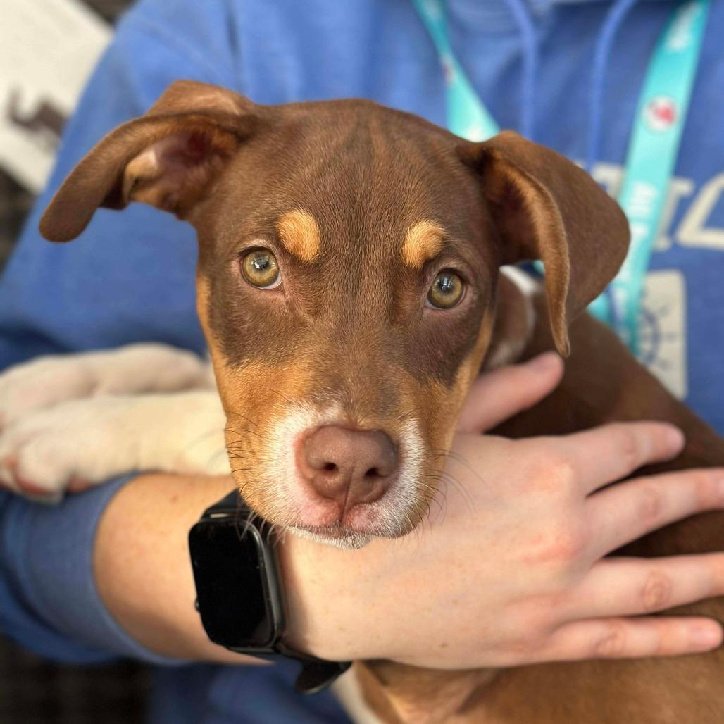 Monica, a Adoptable mixed breed in Griswold, CT image 6/6