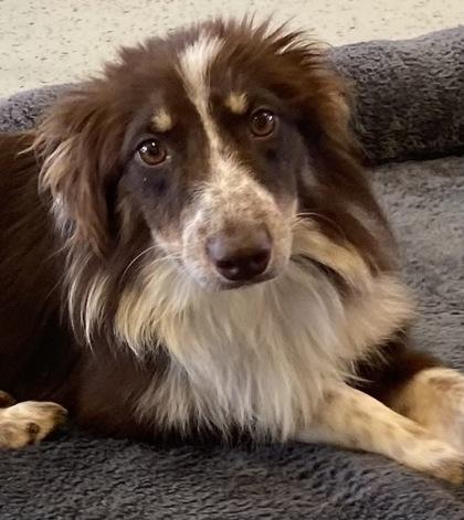 Anya, Adoptable, Adult Female Australian Shepherd.