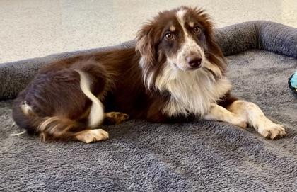 Enlarge Anya, a Adoptable Australian Shepherd in Honeoye Falls, NY image 2/2