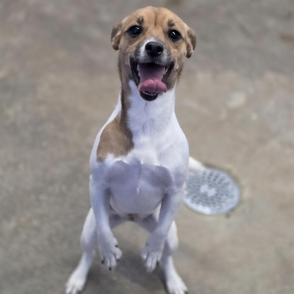 Ygritte, Adoptable, Adult Female Terrier.