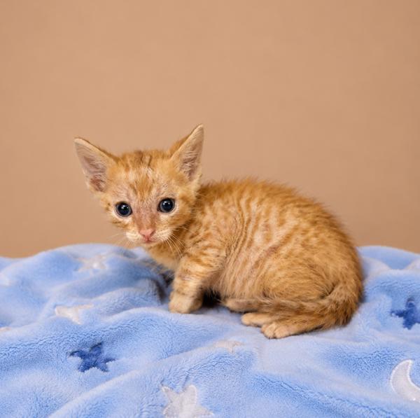 Lil Rockie, Adoptable, Kitten Male Domestic Short Hair.