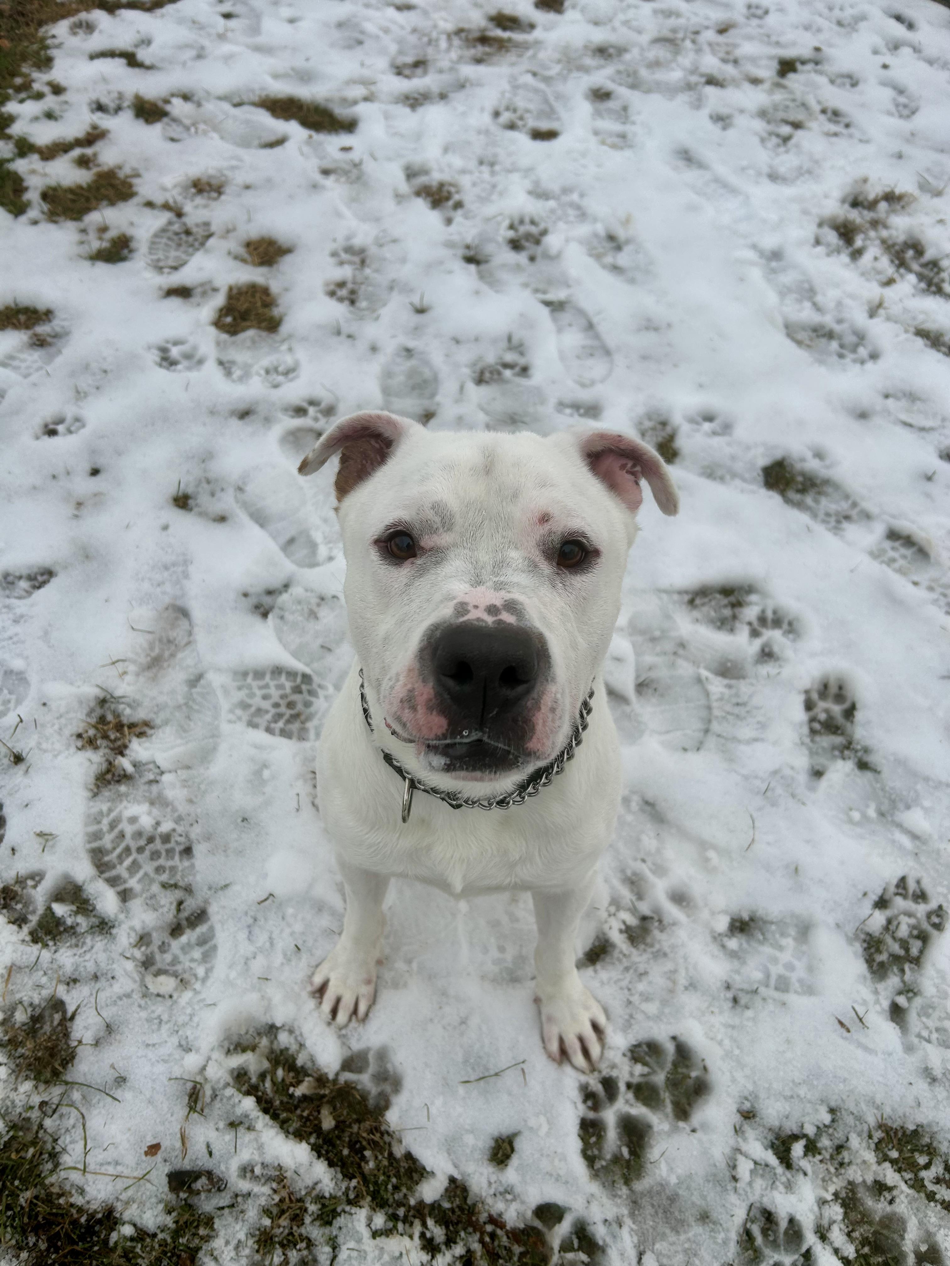 Kota, ADOPTABLE, Adult Male Pit Bull Terrier.
