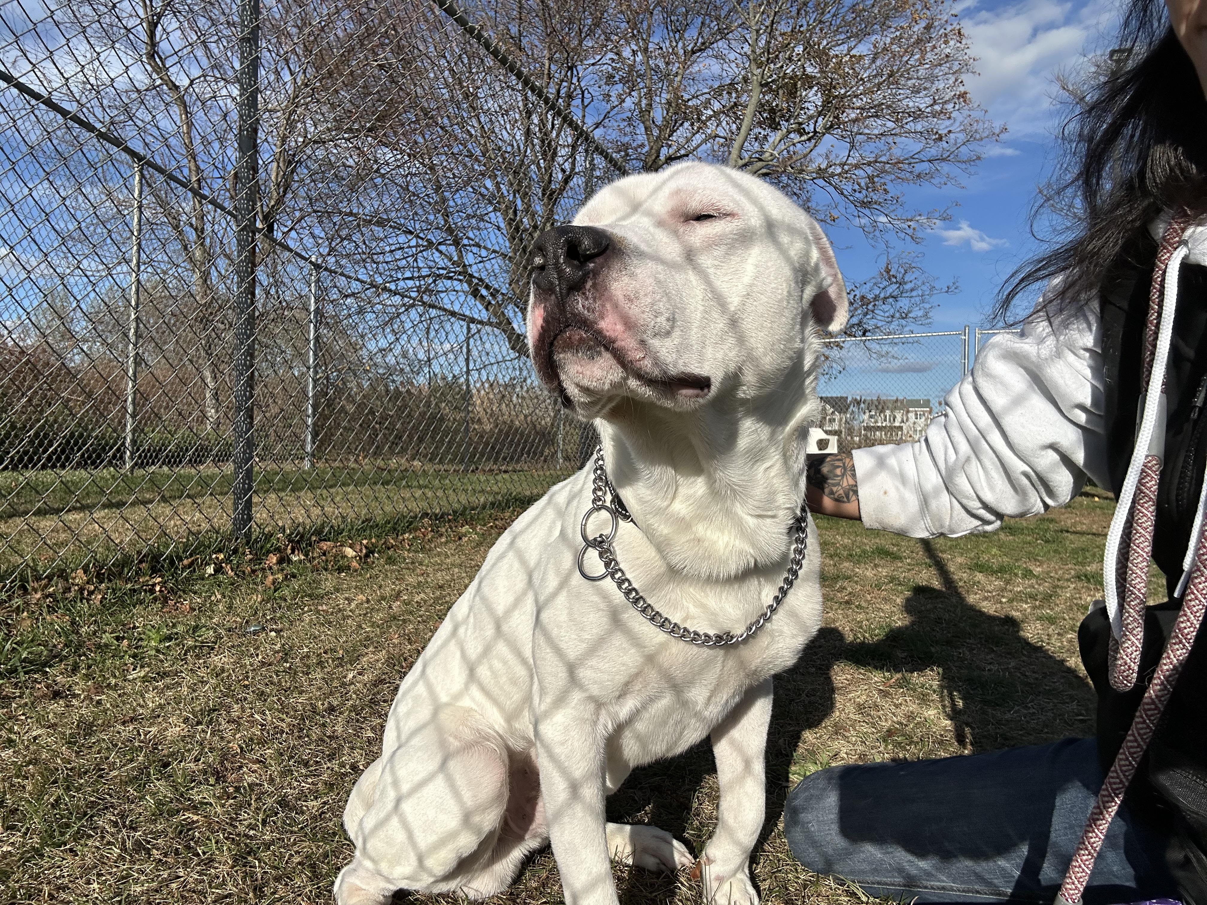 Enlarge Kota, a ADOPTABLE mixed breed in Milford, CT image 2/3