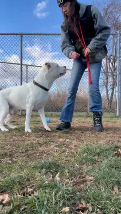 Enlarge Kota, a ADOPTABLE mixed breed in Milford, CT video 1/3