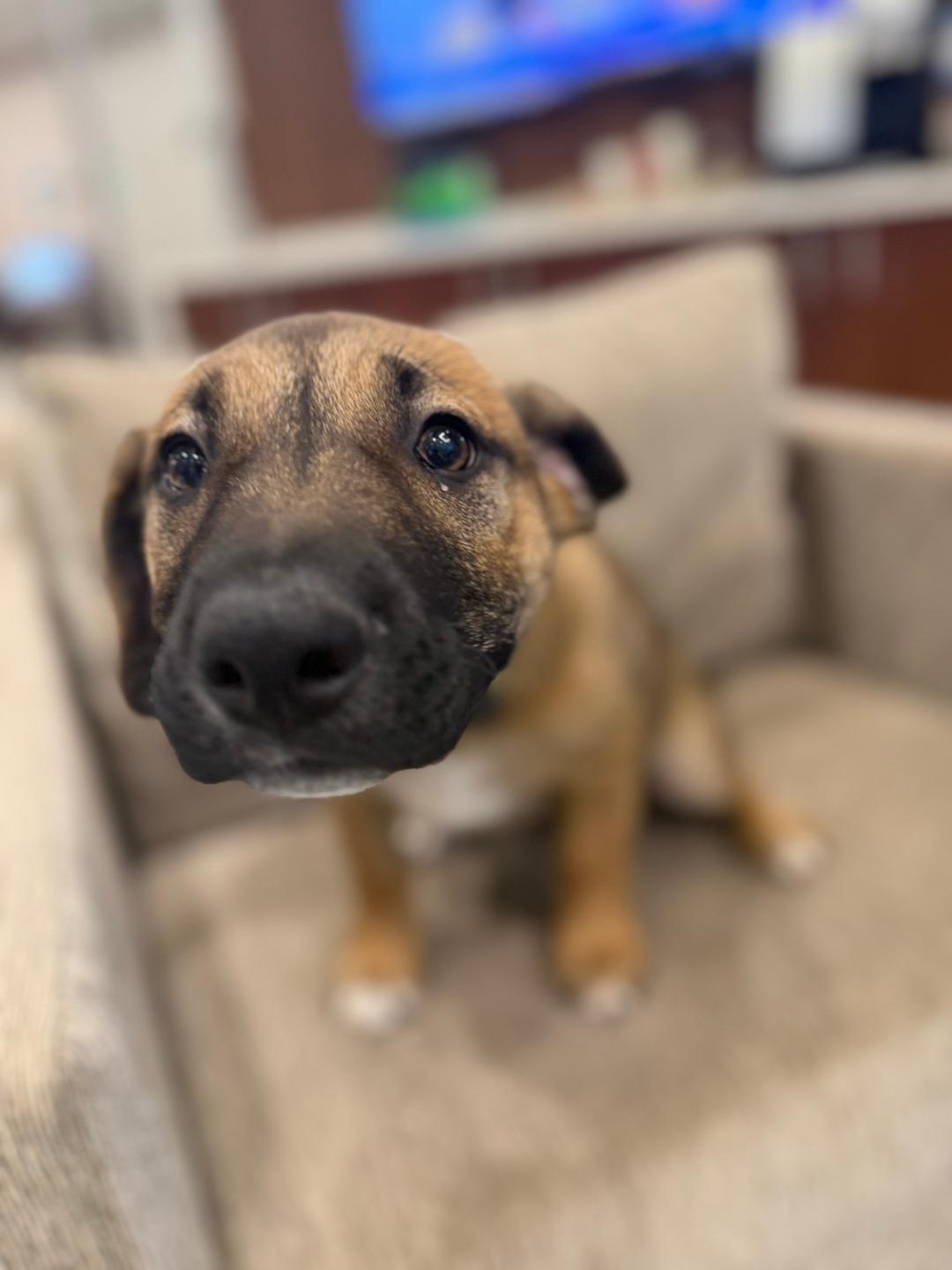 Enlarge Greta, a ADOPTABLE mixed breed in Carrollton, TX image 2/5