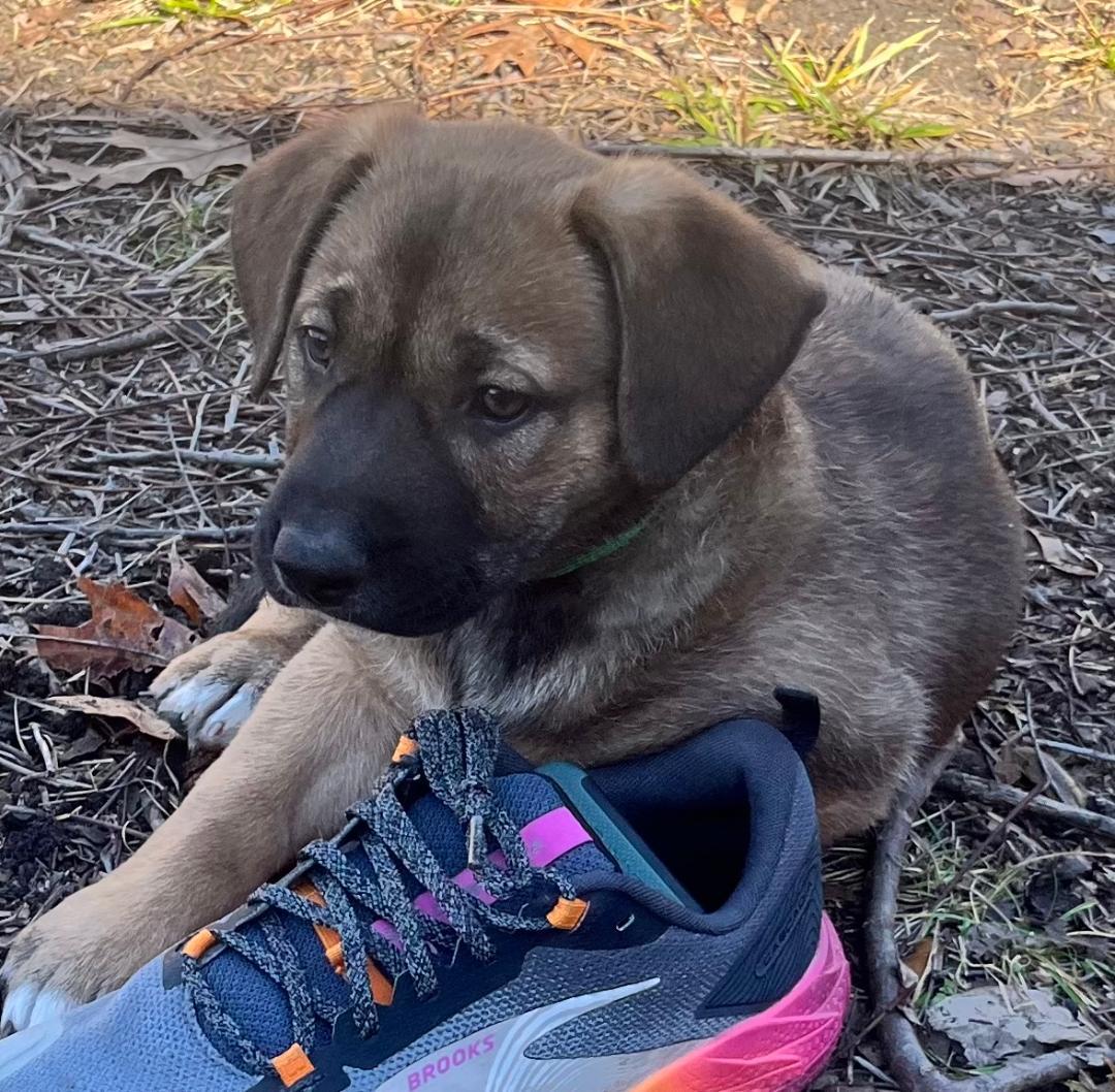 Enlarge Greta, a ADOPTABLE mixed breed in Carrollton, TX image 4/5